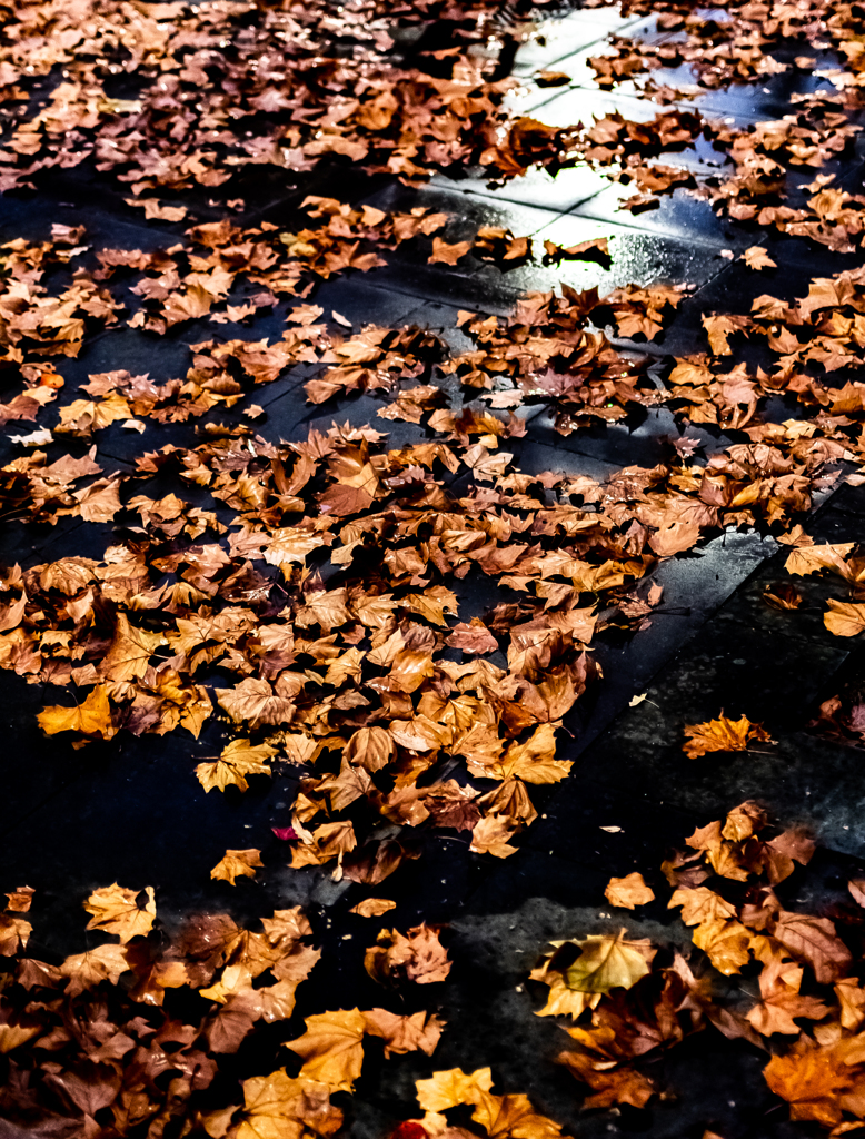 落ち葉のフレーク