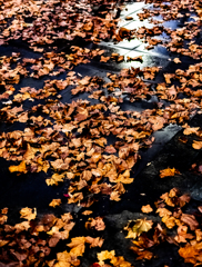 落ち葉のフレーク