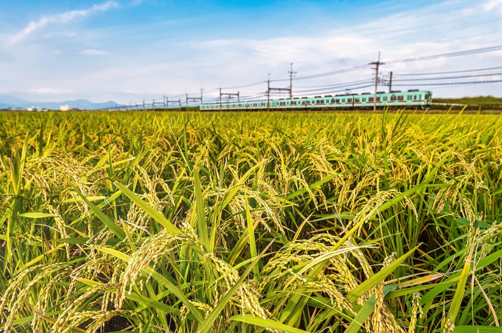 Train wishing for rice harvest