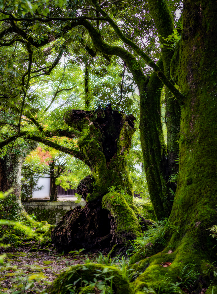 Green sleep、 Awakening autumn footsteps