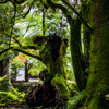 Green sleep、 Awakening autumn footsteps