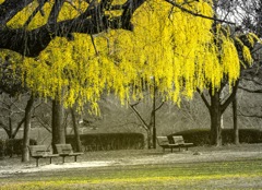 春の黄幻樹
