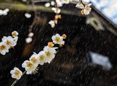 春時雨