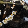 春時雨