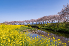 花菜と桜恋−３