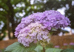 オタクサに 涙雨