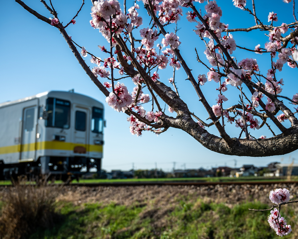 春咲き列車に乗って