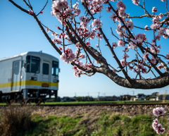 春咲き列車に乗って
