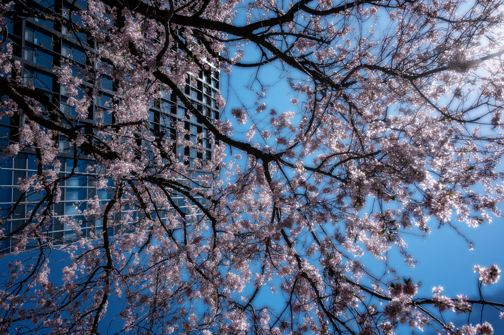桜彩の谷間−１