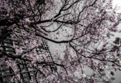 桜彩の谷間−3