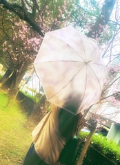 傘も桜色に染めて