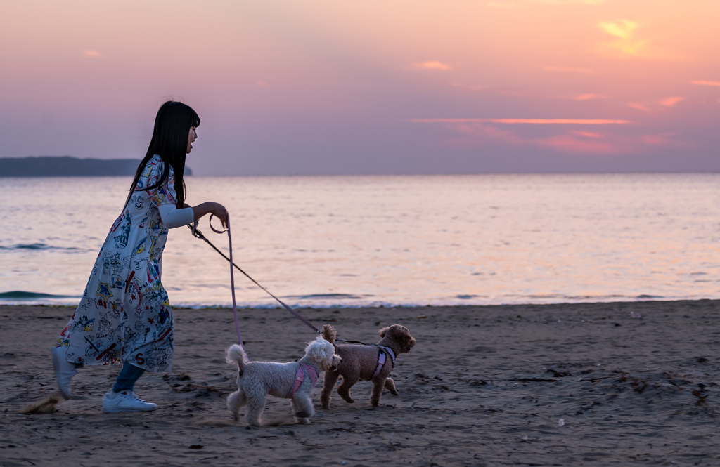 ココとショコラと夕暮れと