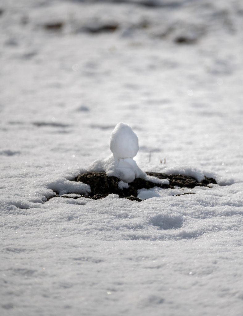 雪の芽みっけ
