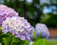 移り気と涙雨