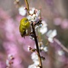 紅白の蜜を求めて