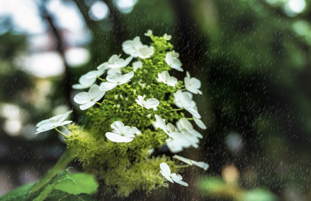 雨情を愉しむ