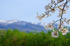 春が来た 春が来た