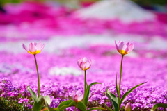 染められた色 染められた色