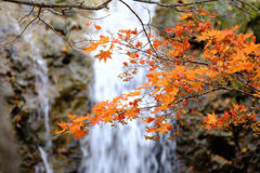 滝と紅葉