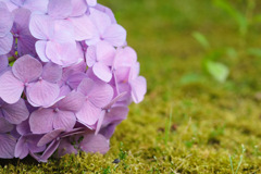 紫陽花ボール