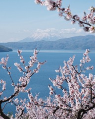 羊蹄山と梅の花