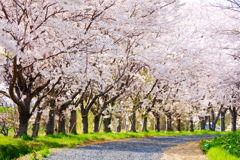 桜道 桜道
