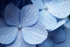 北の紫陽花