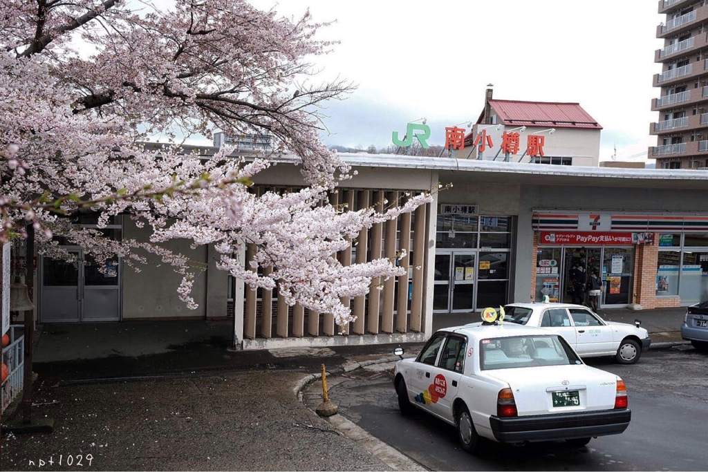 南小樽駅の桜