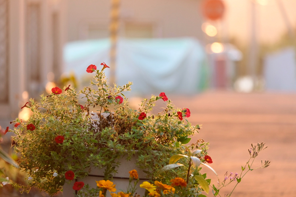 近所の花