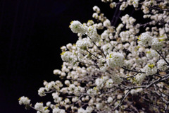 おいしくなれ おいしくなれ