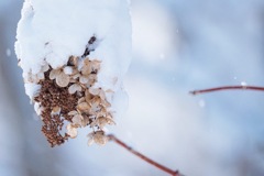 雪に包まれてる