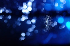 たんぽぽの綿毛 たんぽぽの綿毛