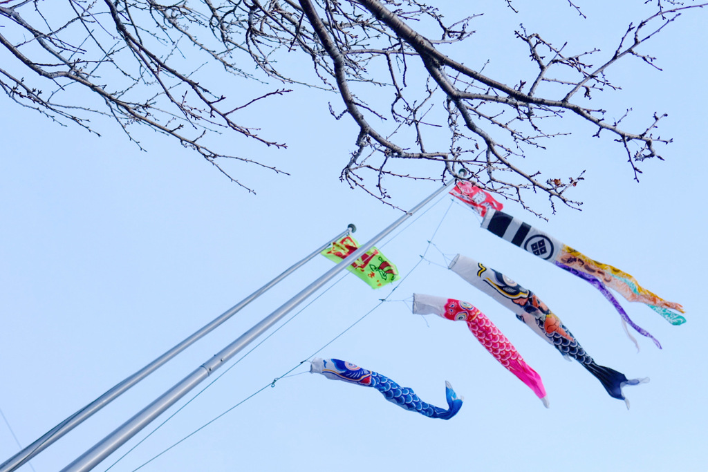 鯉のぼり