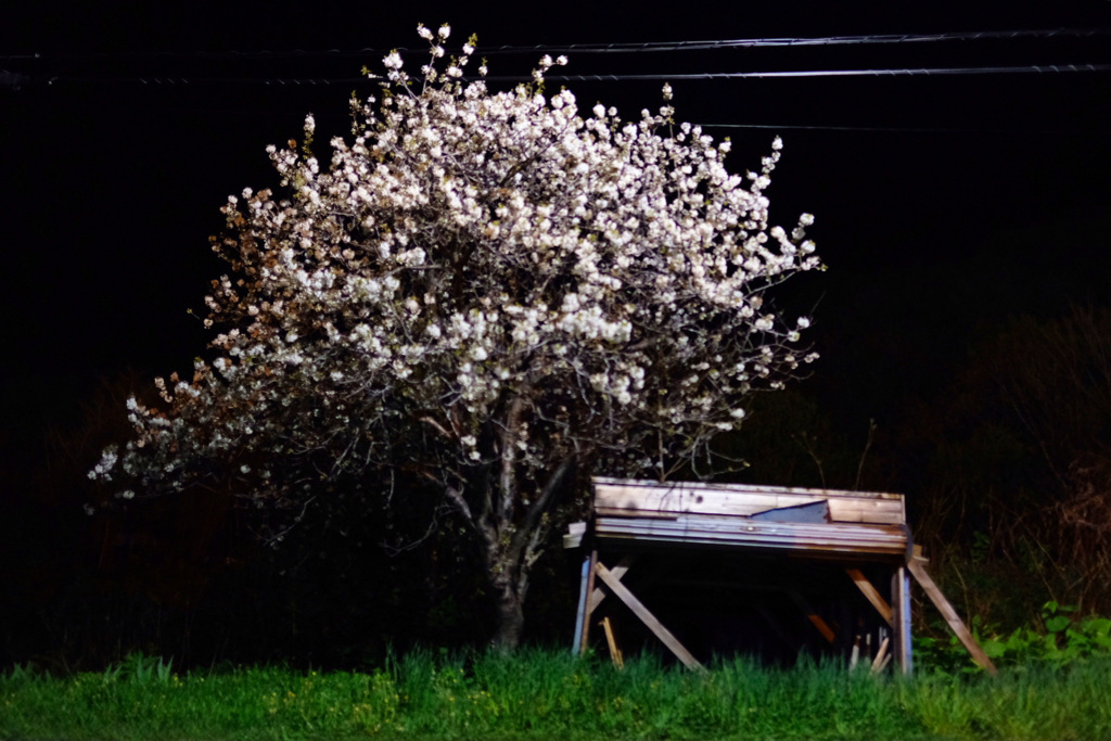 夜桜んぼ