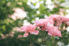 薔薇が咲いた