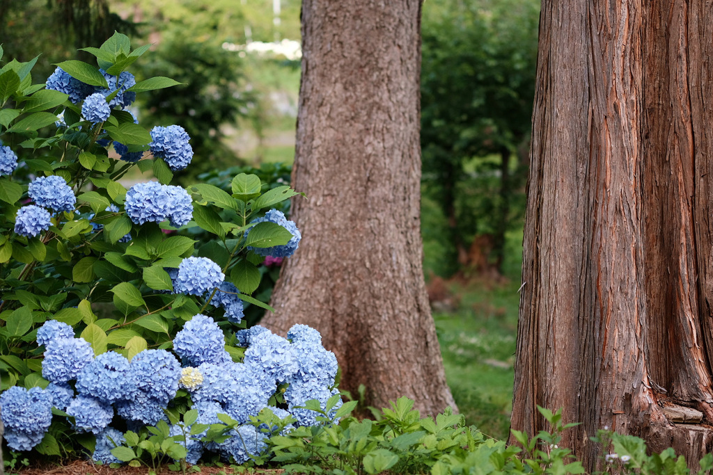 木の陰に