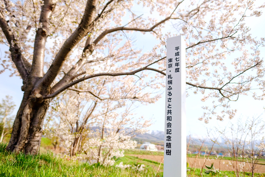 共和町の桜