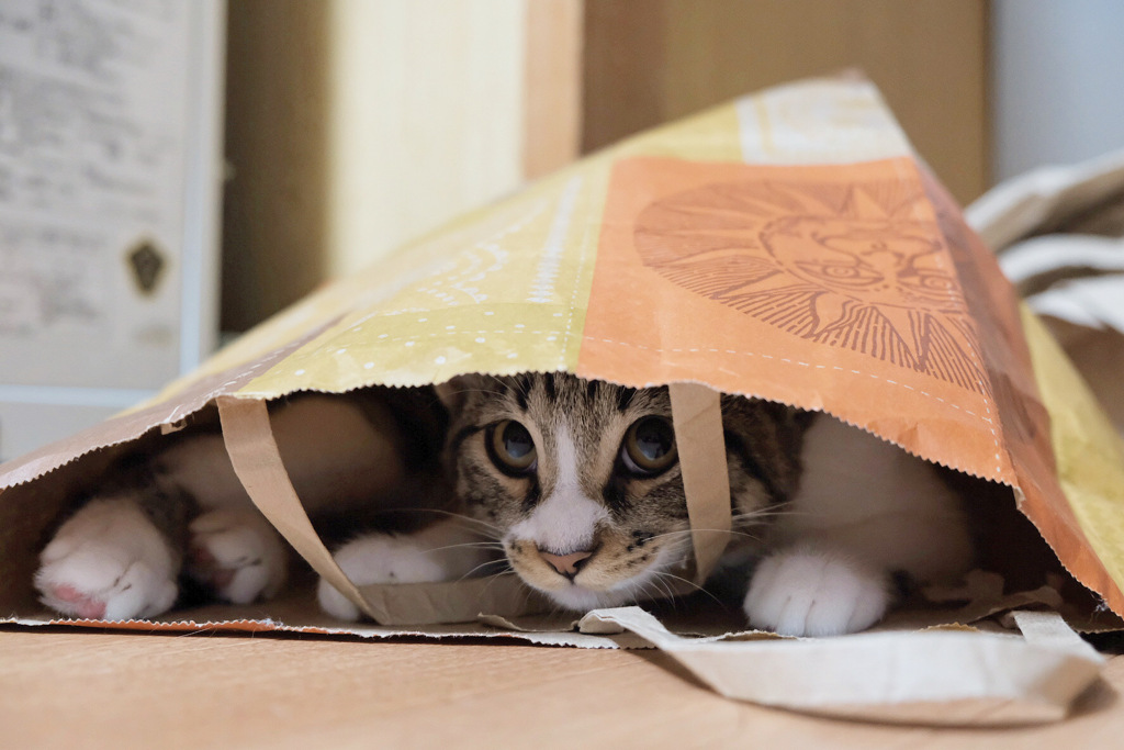 僕の隠れる場所誰にも言わにゃいで