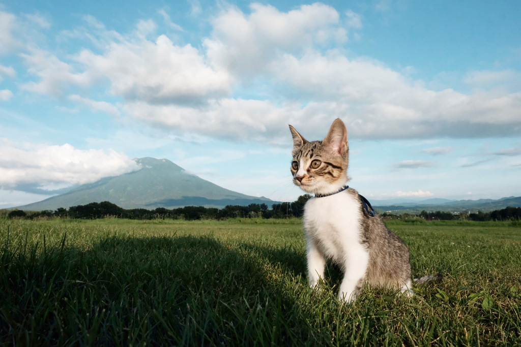 タマと羊蹄山