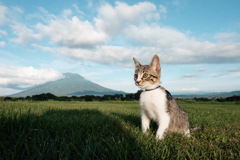タマと羊蹄山