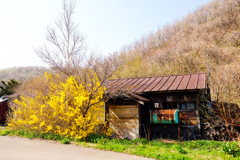 春の黄色い 春の黄色い