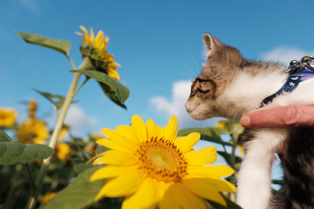 タマとひまわり