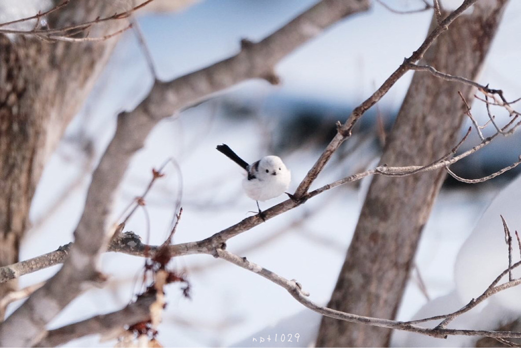 雪の妖精