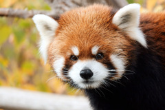 レッサーパンダ