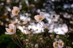 秋明菊