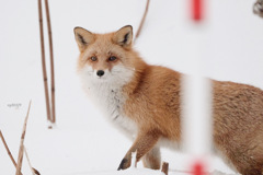 キタキツネ