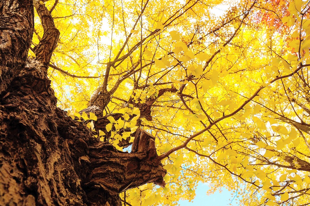 北大の銀杏並び木