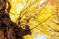 北大の銀杏並び木