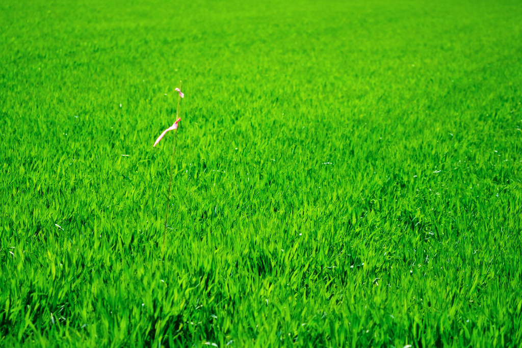 All about Lily Chou-Chou