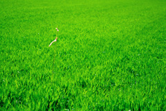 All about Lily Chou-Chou All about Lily Chou-Chou